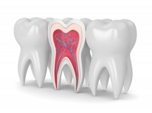 drawing of outside and inside of teeth